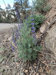Lupinus argenteus palmeri