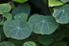 Stephania cephalantha