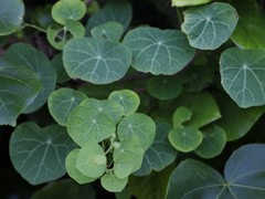 Stephania cephalantha