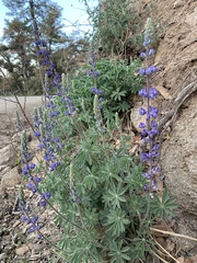 Lupinus argenteus palmeri
