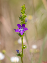 Triodanis texana