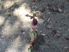 Aquilegia atrata