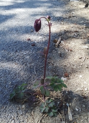 Aquilegia atrata