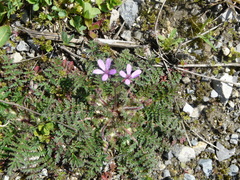 Erodium cicutarium