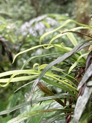 Haplopteris anguste-elongata