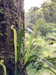 Haplopteris anguste-elongata