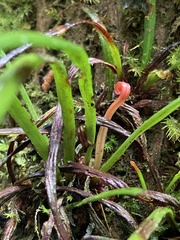 Haplopteris anguste-elongata