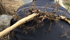 Phragmites australis