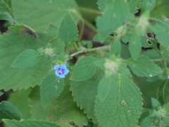 Strobilanthes pavala