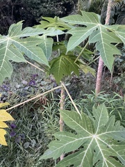 Carica papaya