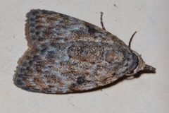 Mecothrix