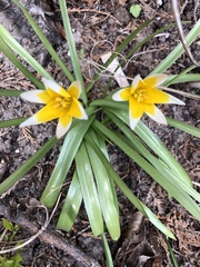 Tulipa urumiensis