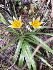 Tulipa urumiensis