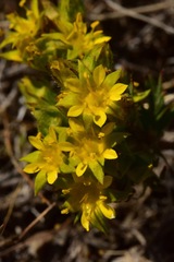 Ivesia webberi