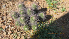 Mammillaria carnea