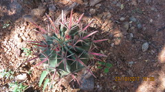Mammillaria carnea