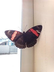 Adelpha lycorias lycorias