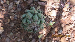 Mammillaria carnea