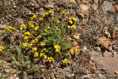 Ivesia webberi