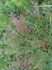 Agrostis hyemalis