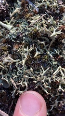 Cladonia multiformis