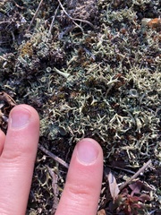 Cladonia multiformis