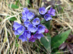 Pulmonaria australis
