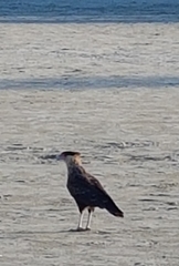 Caracara plancus