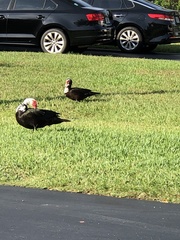 Cairina moschata domestica