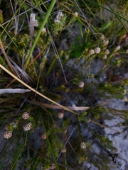 Phylica strigosa