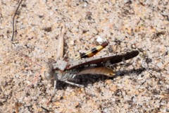 Spharagemon marmorata