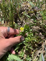 Ranunculus ophioglossifolius
