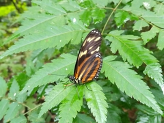 Eueides isabella eva