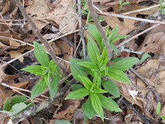 Lithospermum latifolium