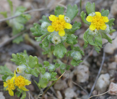 Eriophyllum multicaule