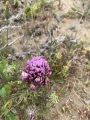 Castilleja exserta latifolia