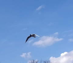 Chroicocephalus ridibundus