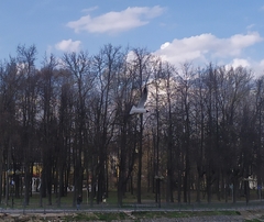 Chroicocephalus ridibundus