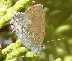 Callophrys fotis