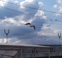 Chroicocephalus ridibundus