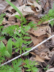 Perideridia americana