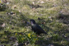 Sturnus vulgaris