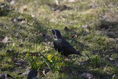 Sturnus vulgaris