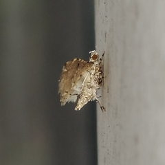 Sufetula diminutalis