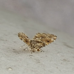 Sufetula diminutalis