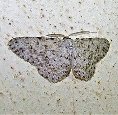 Glena unipennaria