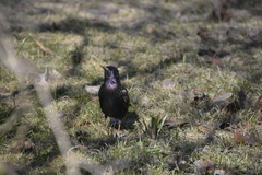 Sturnus vulgaris