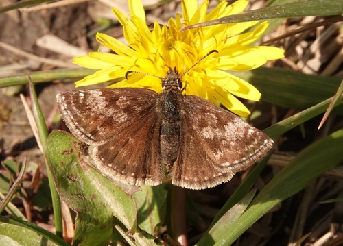 Dingy Skipper
