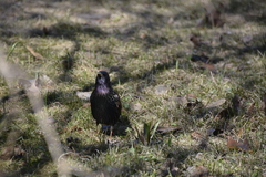 Sturnus vulgaris
