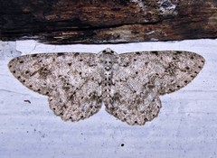 Glena unipennaria